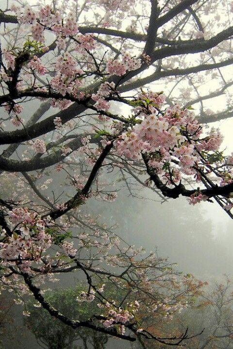 Morning Dew Splendor: Freshness in Petals